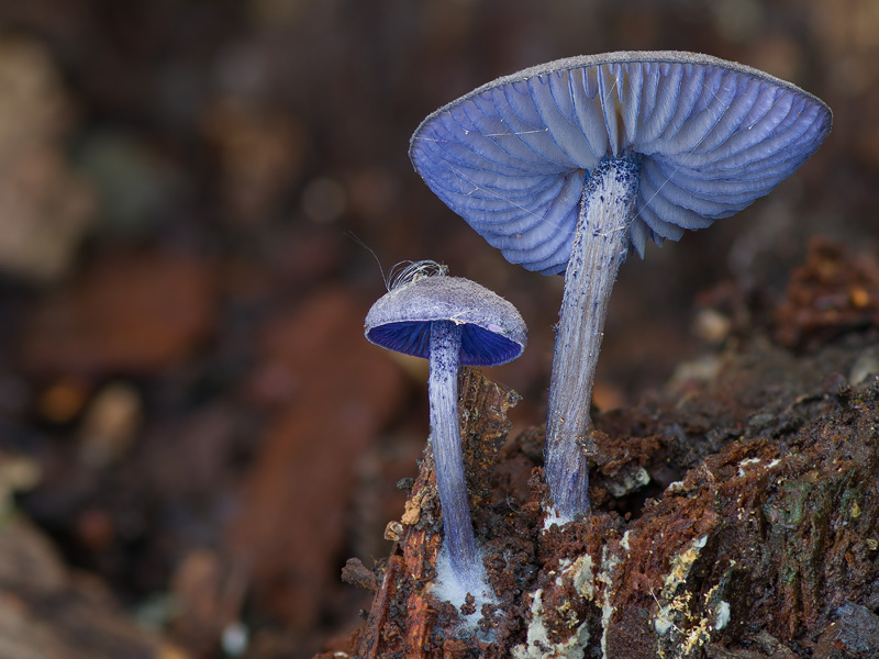 Entoloma euchroum